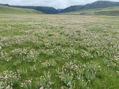 Discriminating Stellera chamaejasme in alpine grasslands using UAV hyperspectral imagery and multivariate analysis